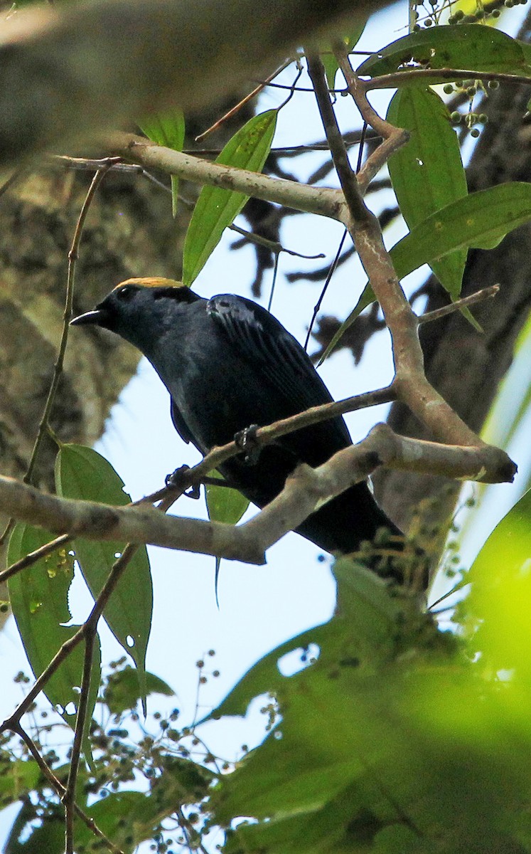 Opal-crowned Tanager - ML513274341
