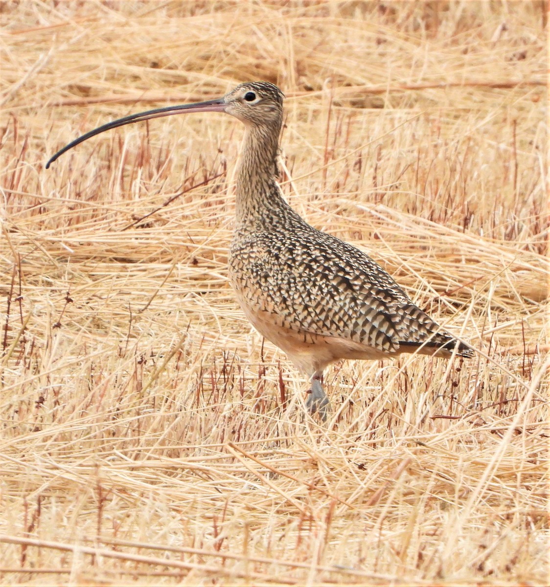 Long-billed Curlew - ML513274381