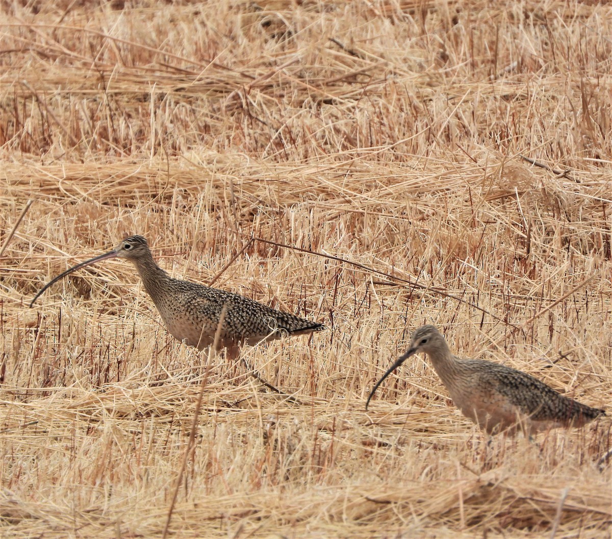 Long-billed Curlew - ML513274391
