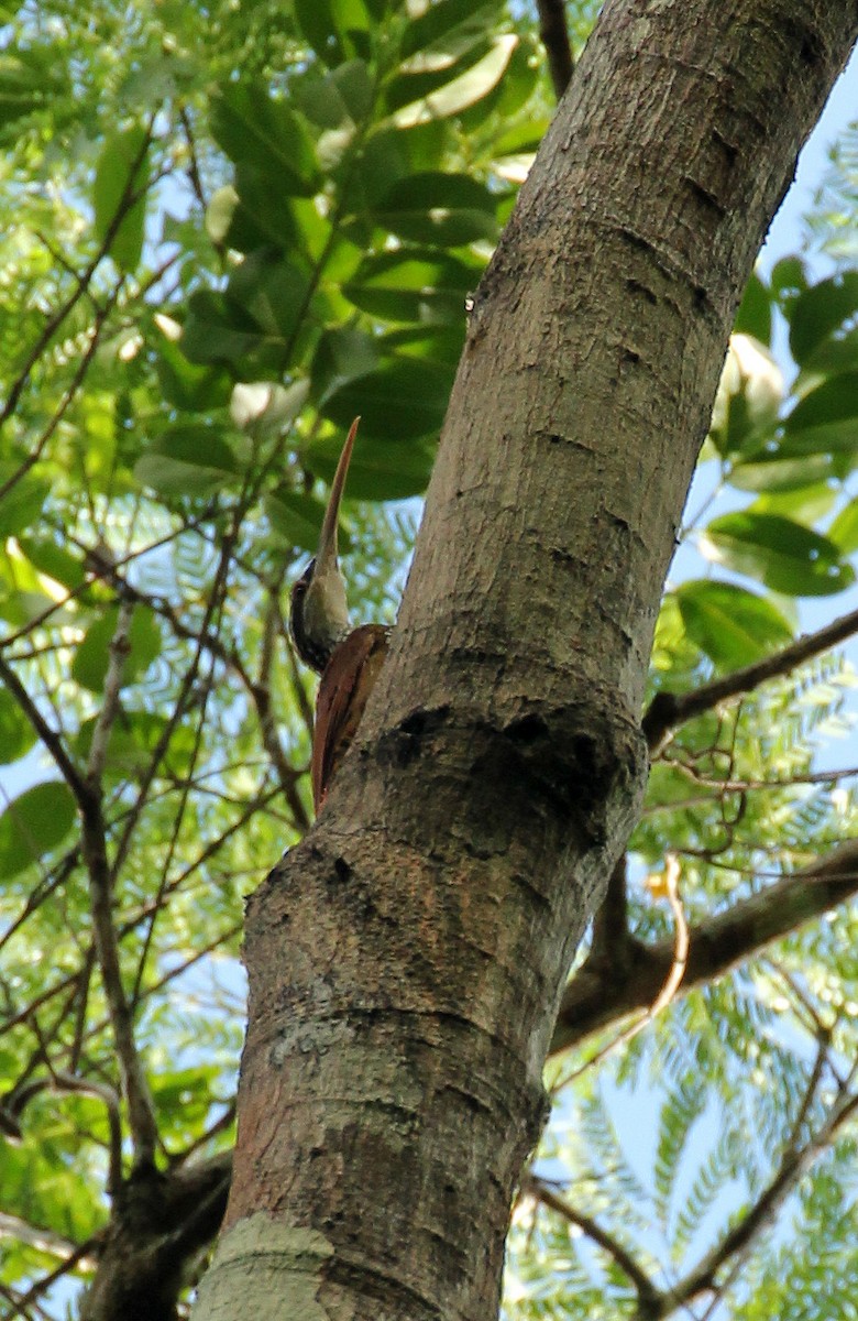 Long-billed Woodcreeper - ML513274721