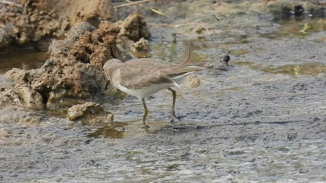 Temminck's Stint - ML513275481