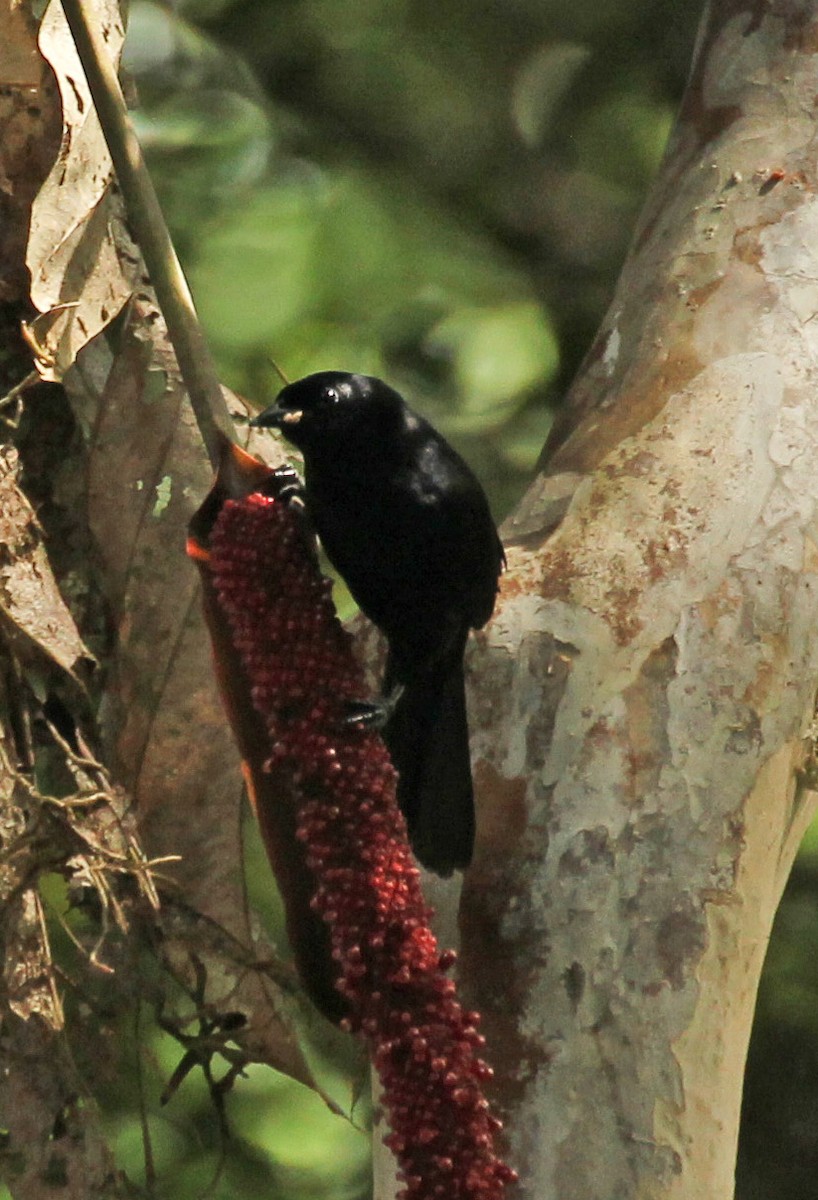 White-shouldered Tanager - ML513276081