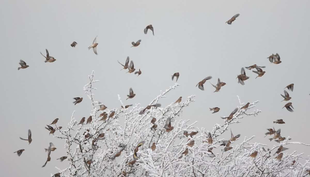 Eurasian Linnet - ML513276371