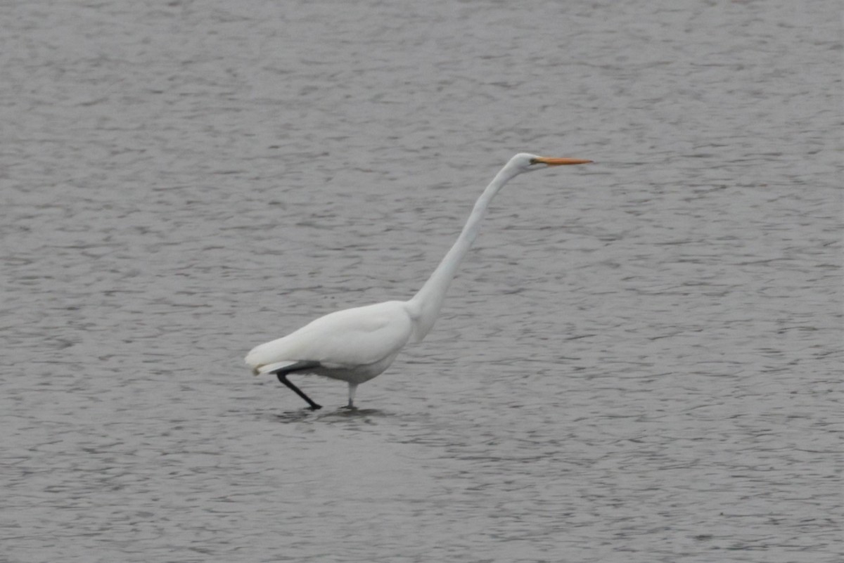 Great Egret - ML513276651