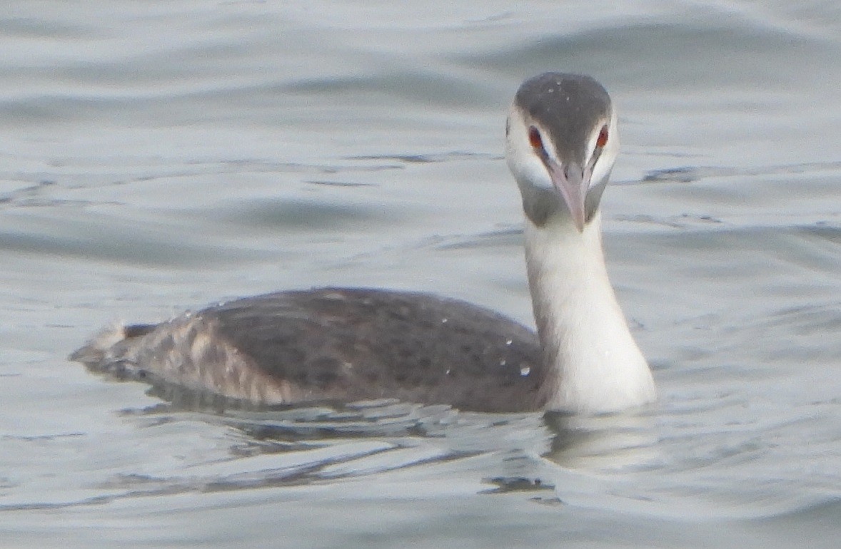 Great Crested Grebe - ML513277501