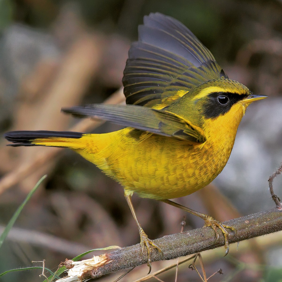 Golden Bush-Robin - ML513277901