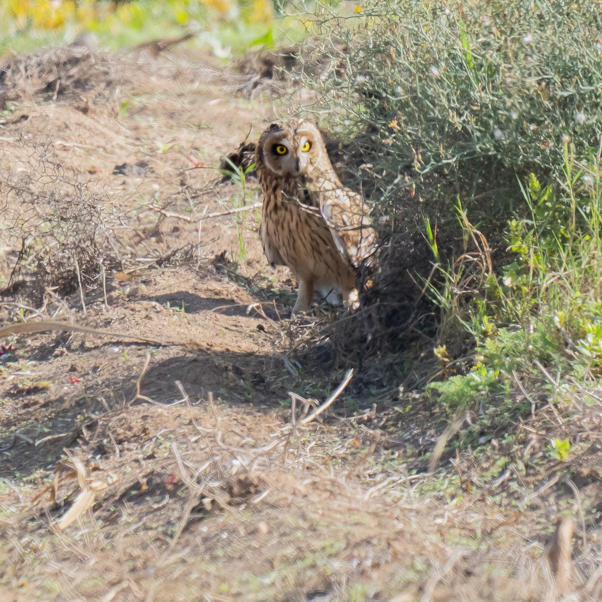 Sumpfohreule - ML513278261