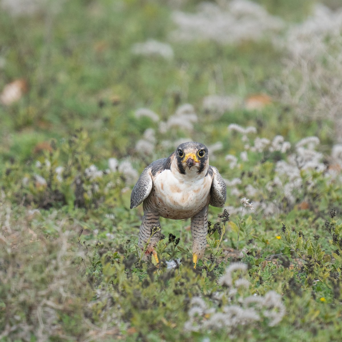 Wanderfalke (Wüstenfalke) - ML513278311