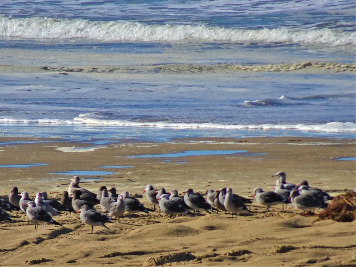 Heermann's Gull - ML513278621