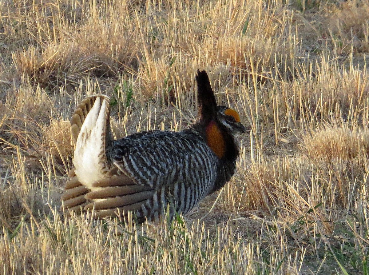 Greater Prairie-Chicken - ML513279271