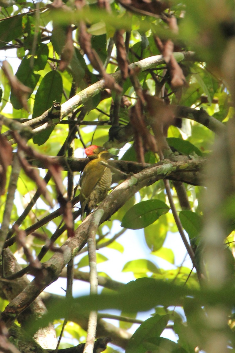 Golden-green Woodpecker - ML513279311
