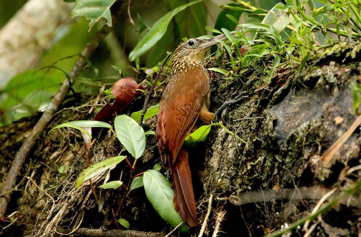 Elegant Woodcreeper - ML513279561