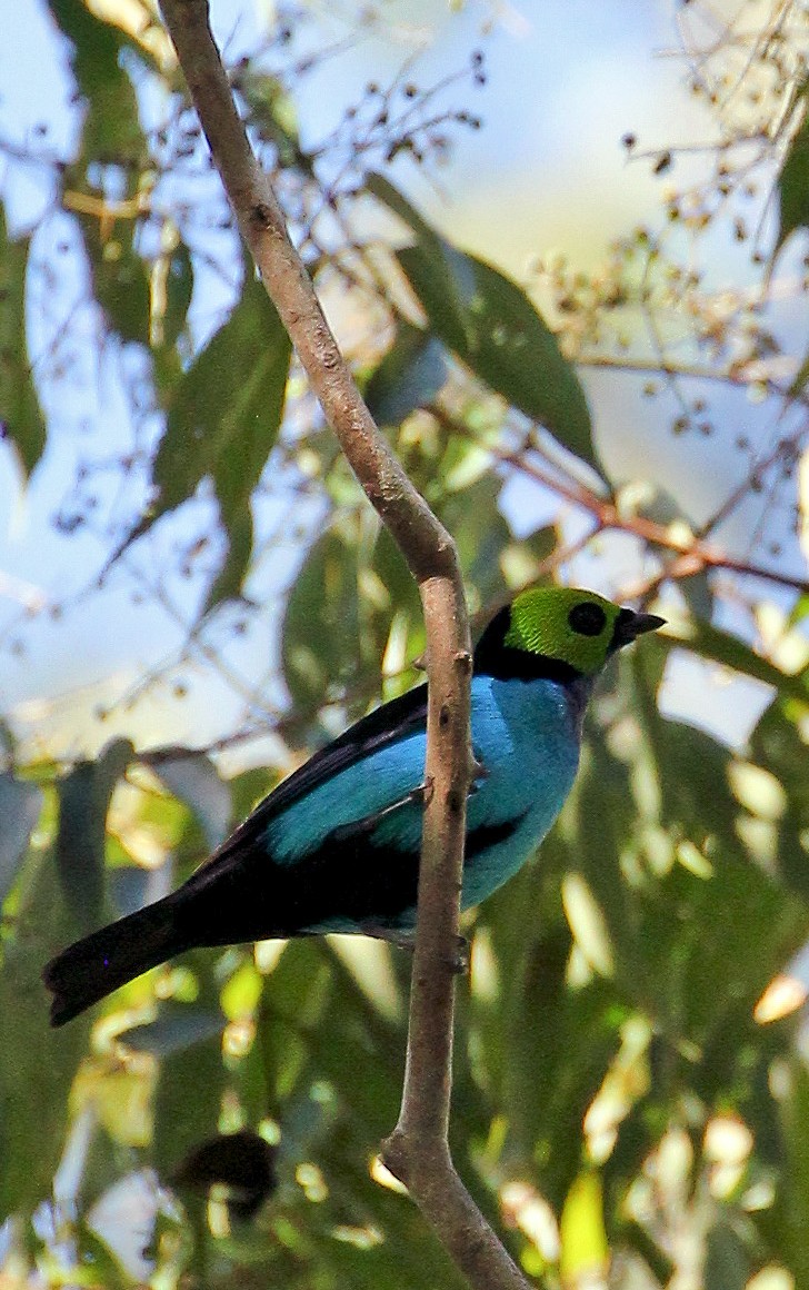 Paradise Tanager - ML513279711
