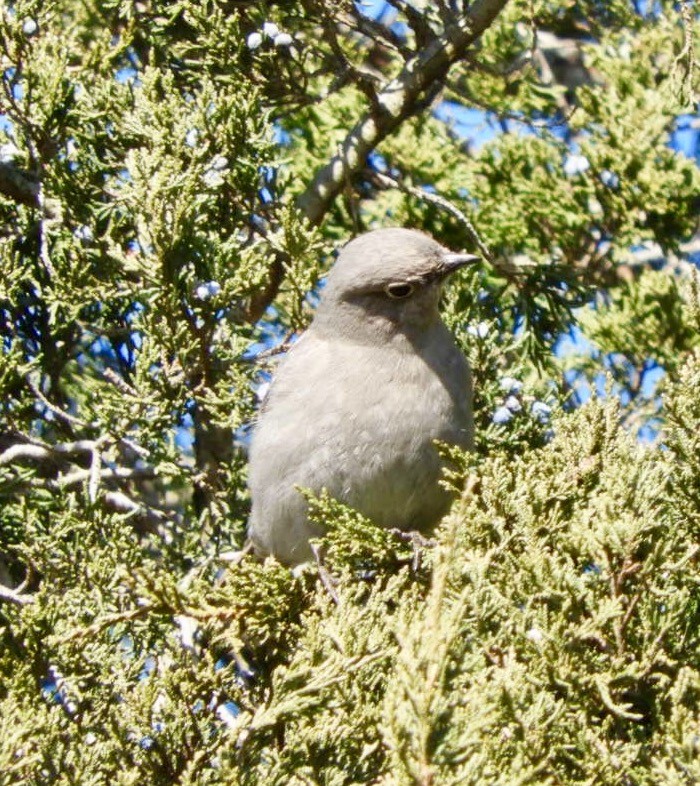 Townsend's Solitaire - Lois Rockhill