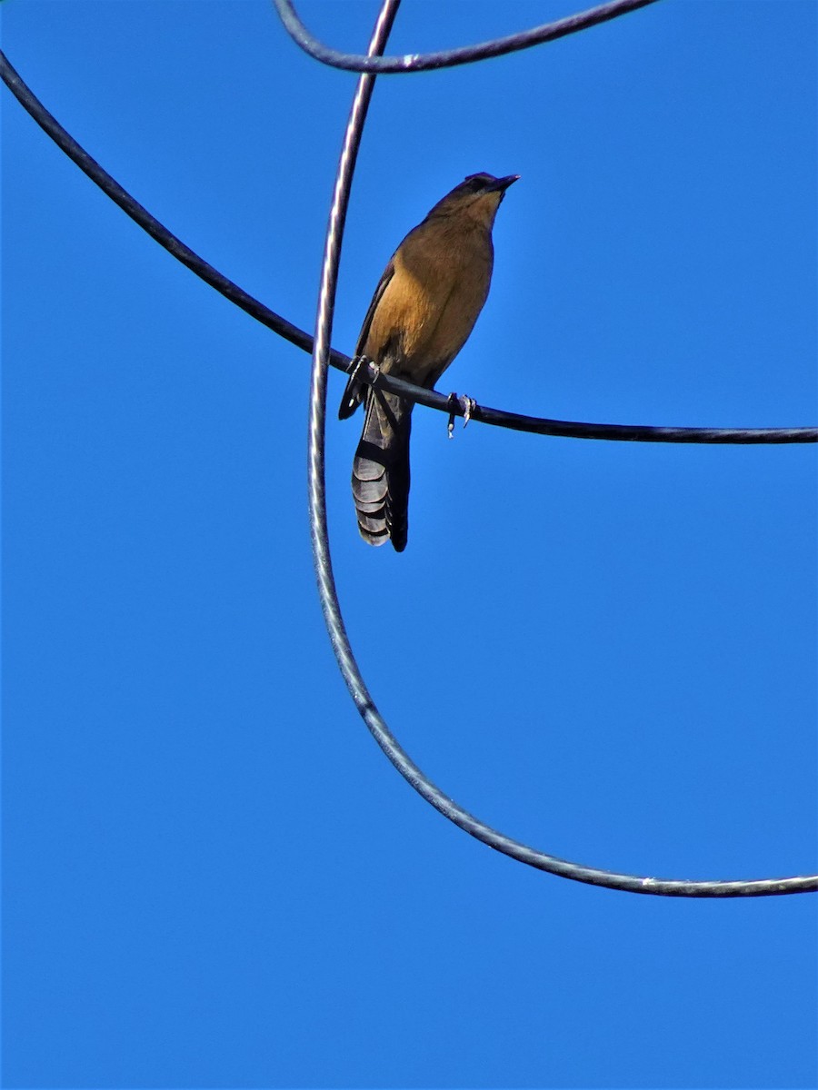 Great-tailed Grackle - ML513279961