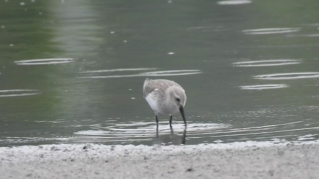 Dunlin - ML513279981