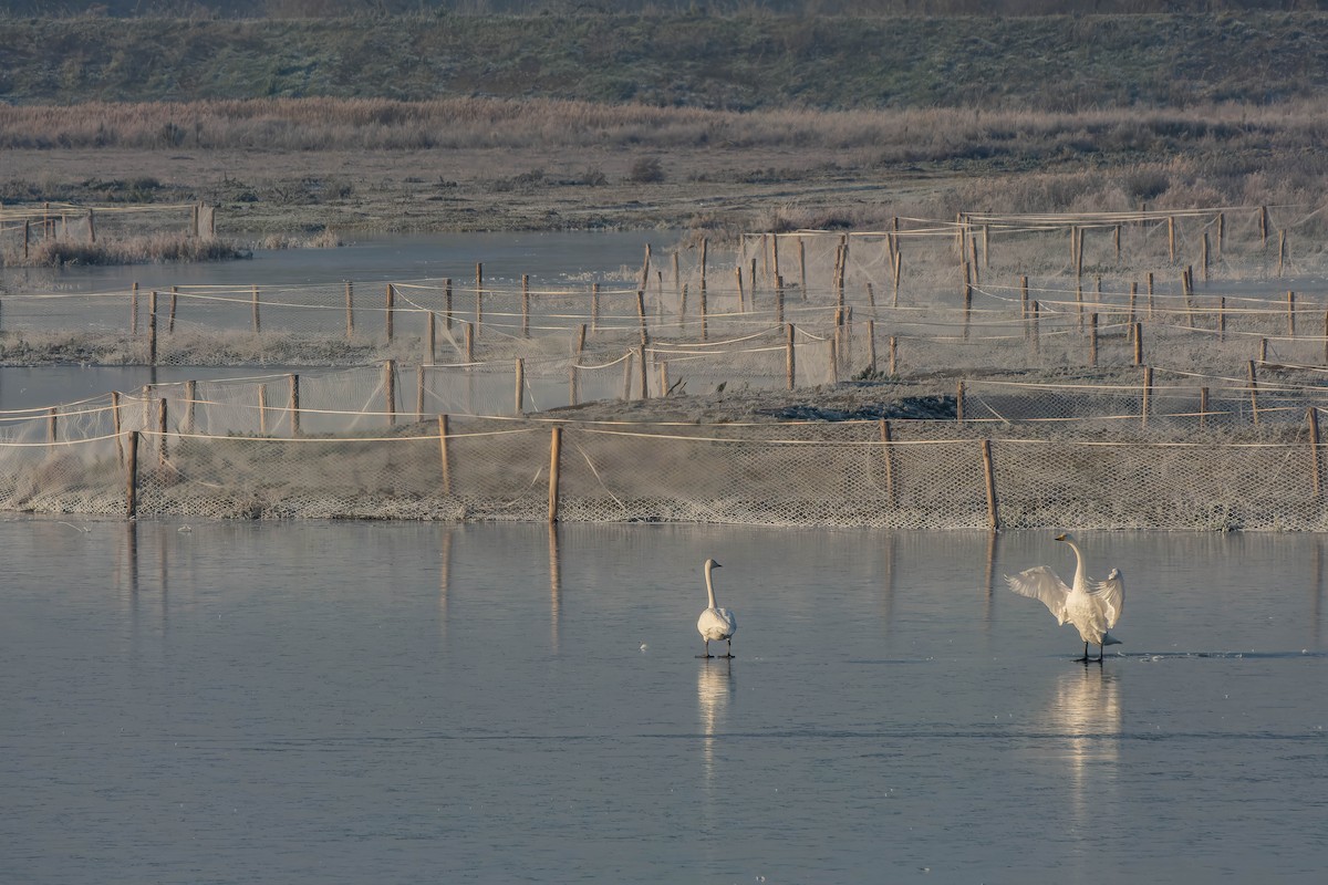 Whooper Swan - ML513280041