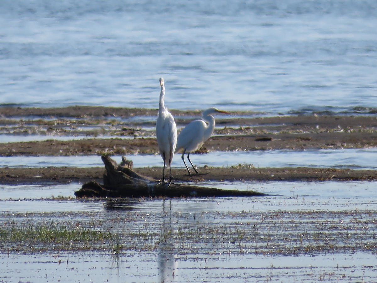 Great Egret - ML513280351