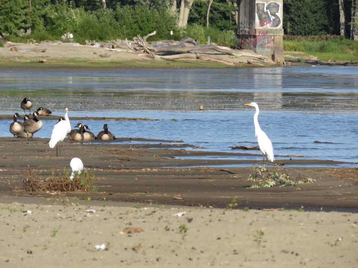 Great Egret - ML513280361