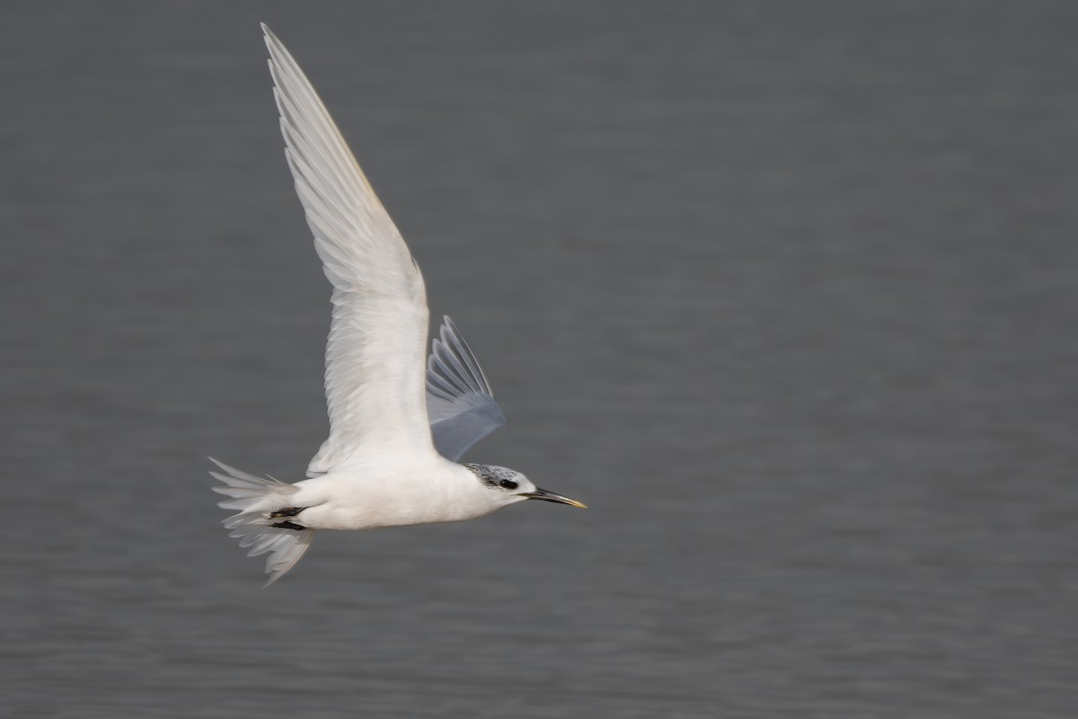 Sandwich Tern - Ana Amaral
