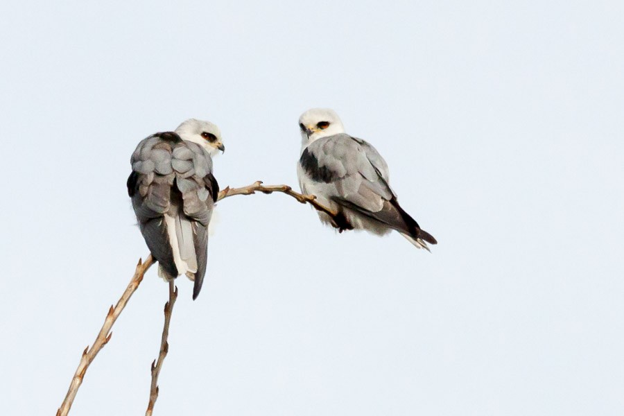White-tailed Kite - Ariel Cabrera Foix