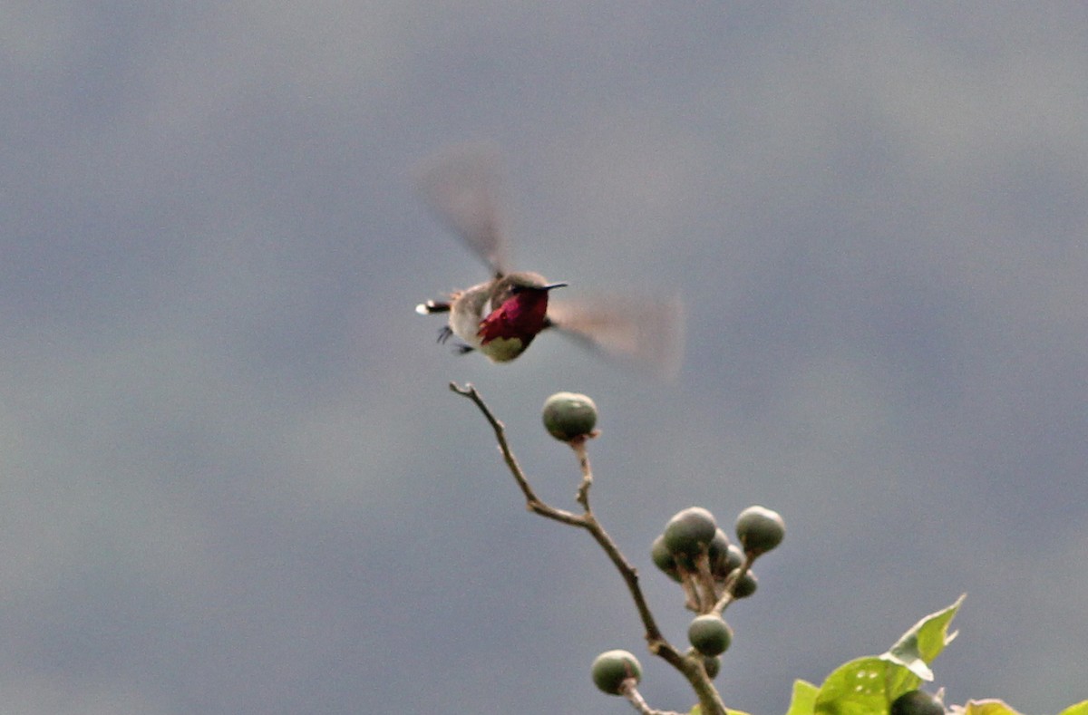 Wine-throated Hummingbird - ML513281151