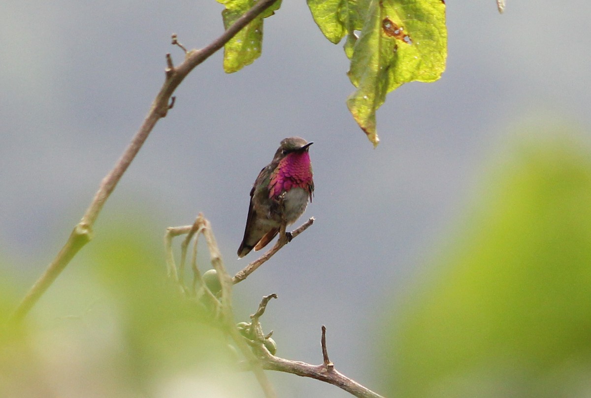 Wine-throated Hummingbird - ML513281171