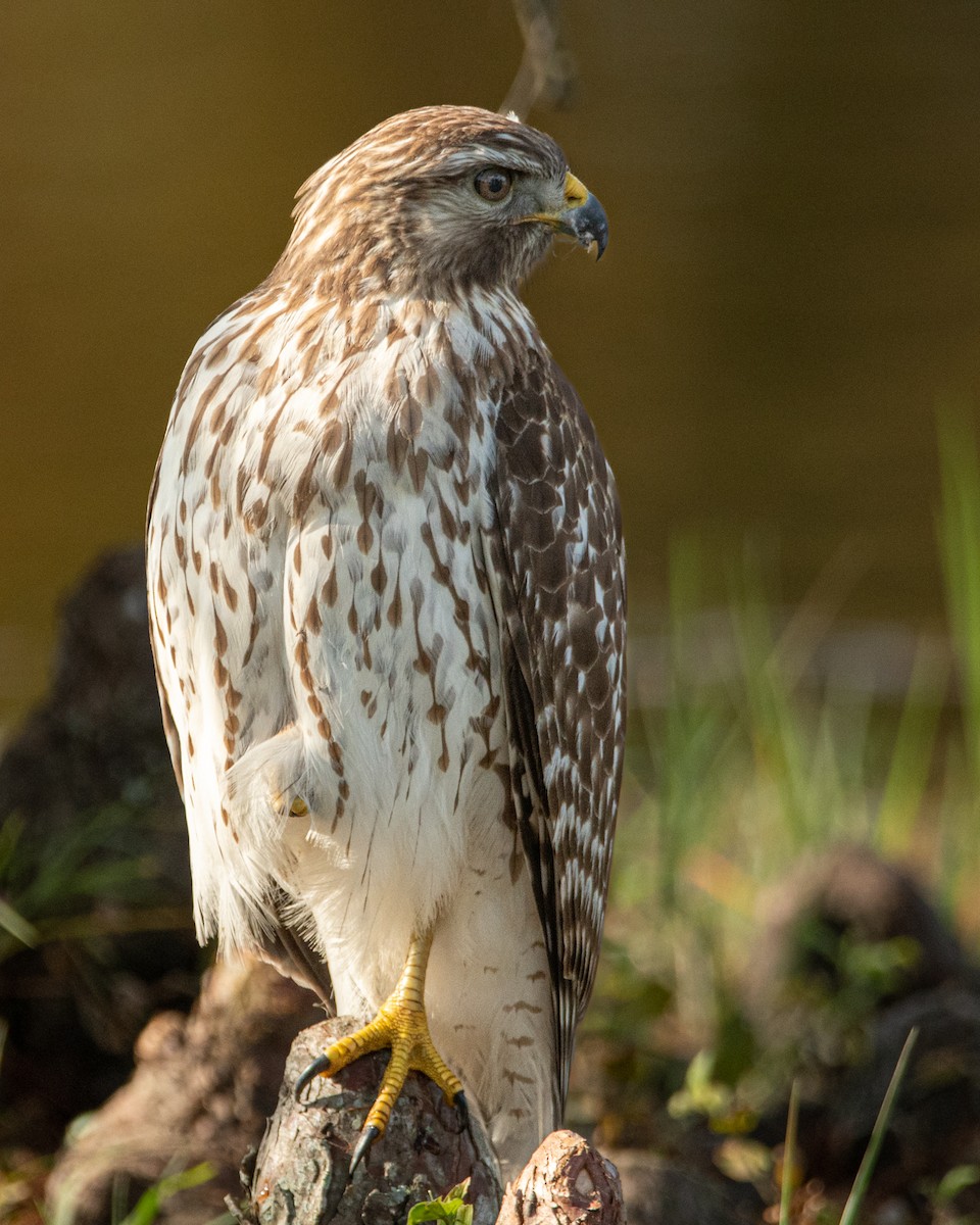 Red-shouldered Hawk - Elsie Aldrich