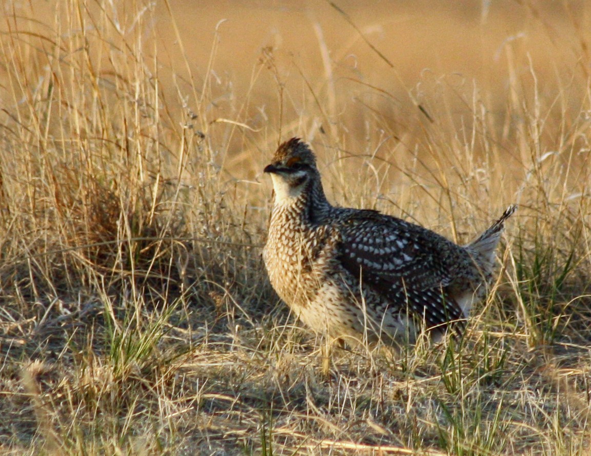 Sharp-tailed Grouse - ML513281381