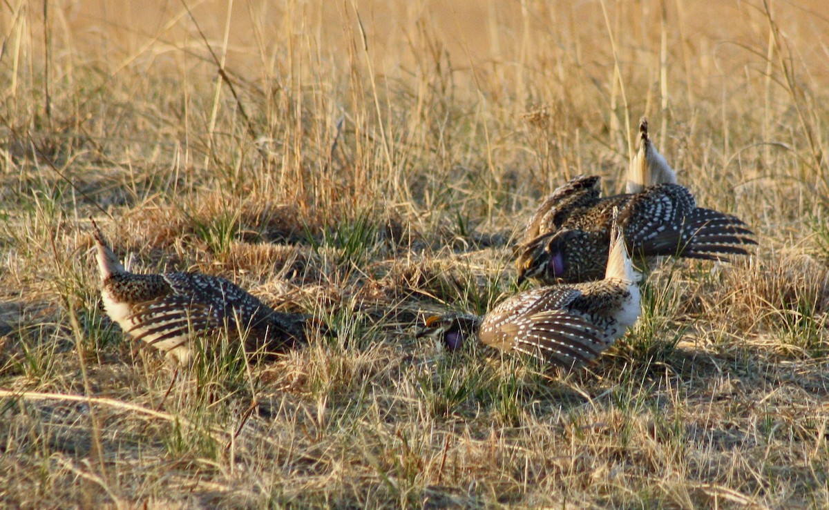 Sharp-tailed Grouse - ML513281391
