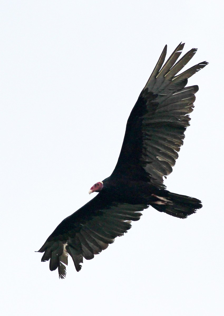 Greater Yellow-headed Vulture - ML513281641