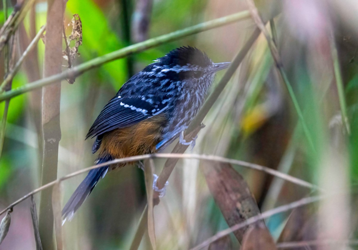 Ochre-rumped Antbird - Dan Parliament