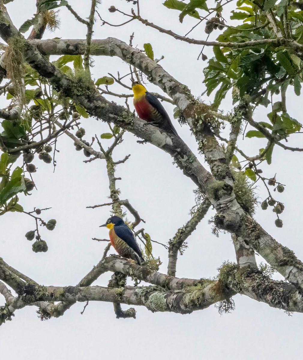 Yellow-fronted Woodpecker - ML513282251