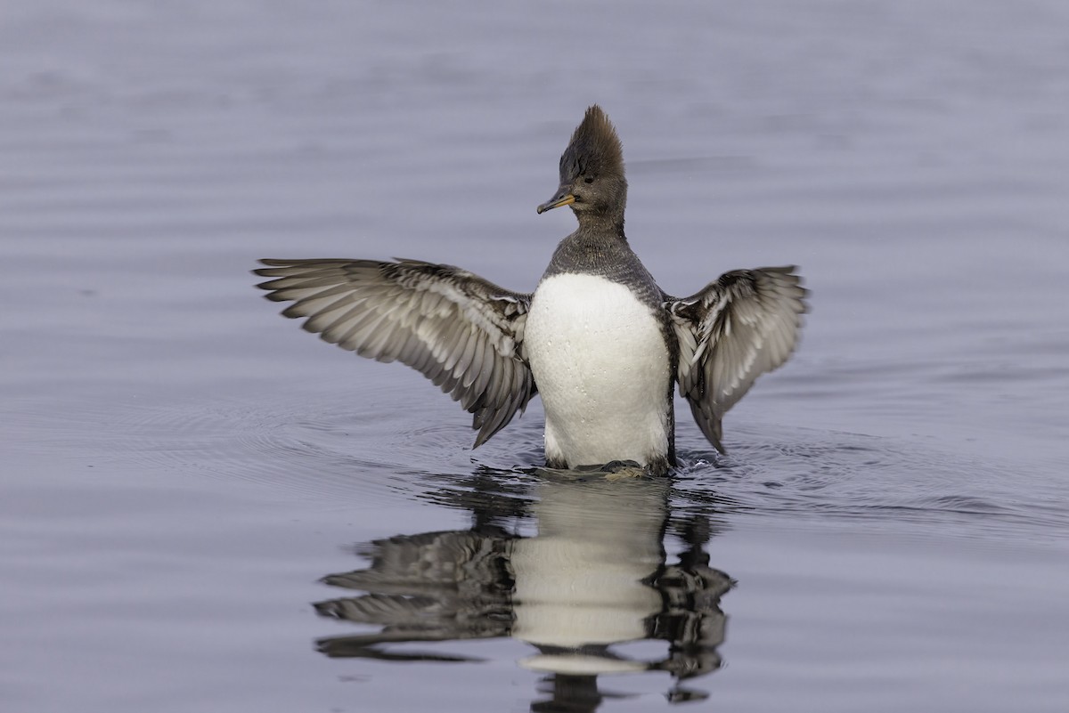 Hooded Merganser - ML513283601