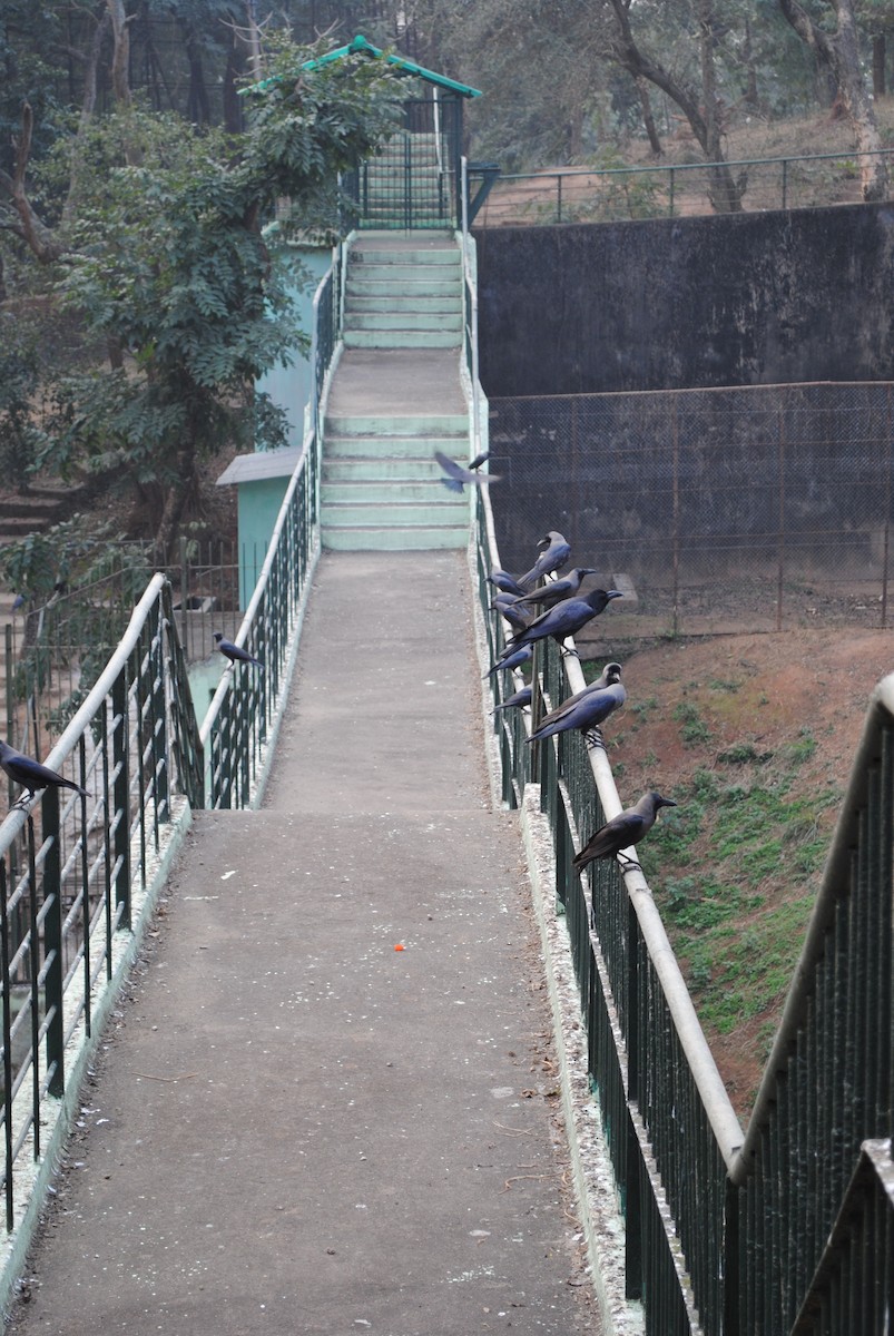 Large-billed Crow - ML513285541