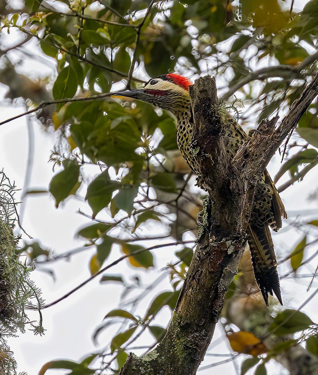 Green-barred Woodpecker - ML513286561