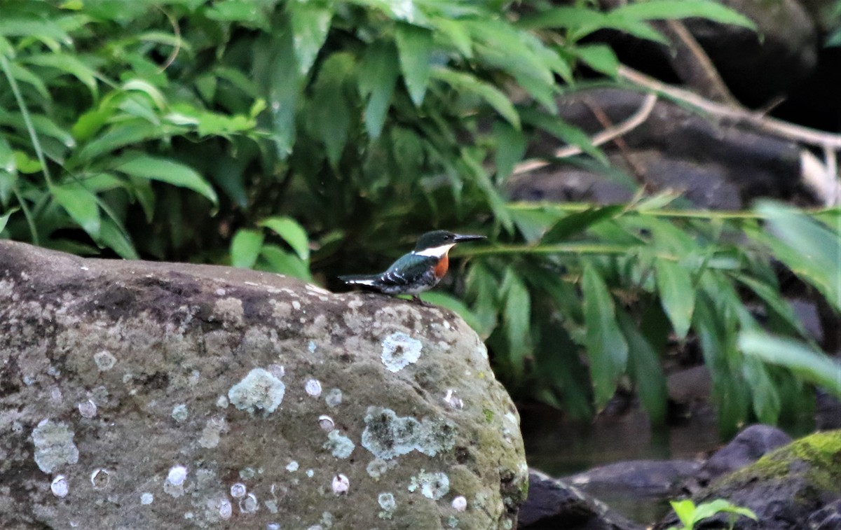 Green Kingfisher - ML513287041