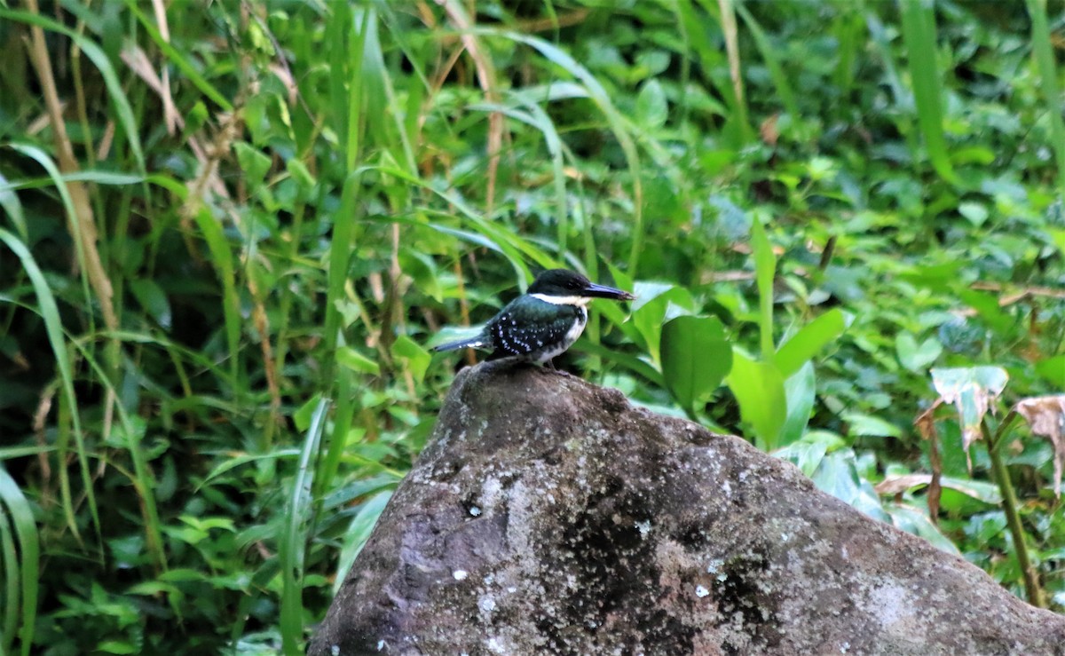 Green Kingfisher - ML513287051