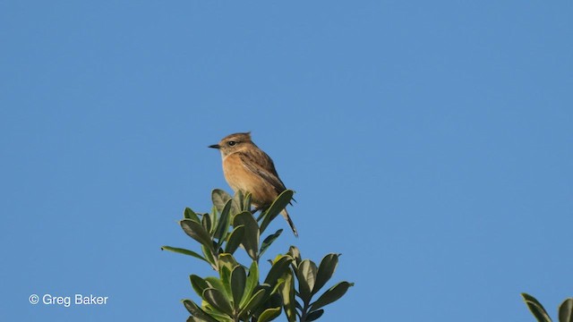 European Stonechat - ML513288191