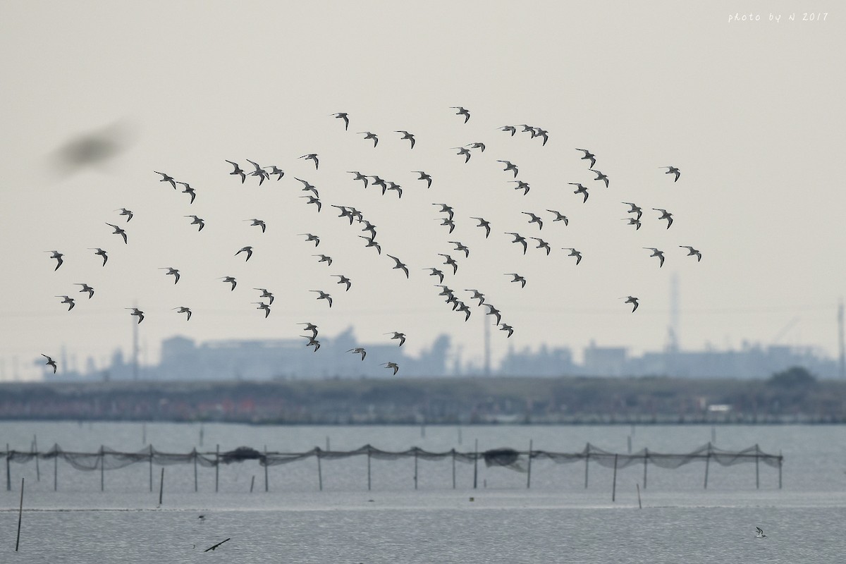 Red Knot - ML51328831