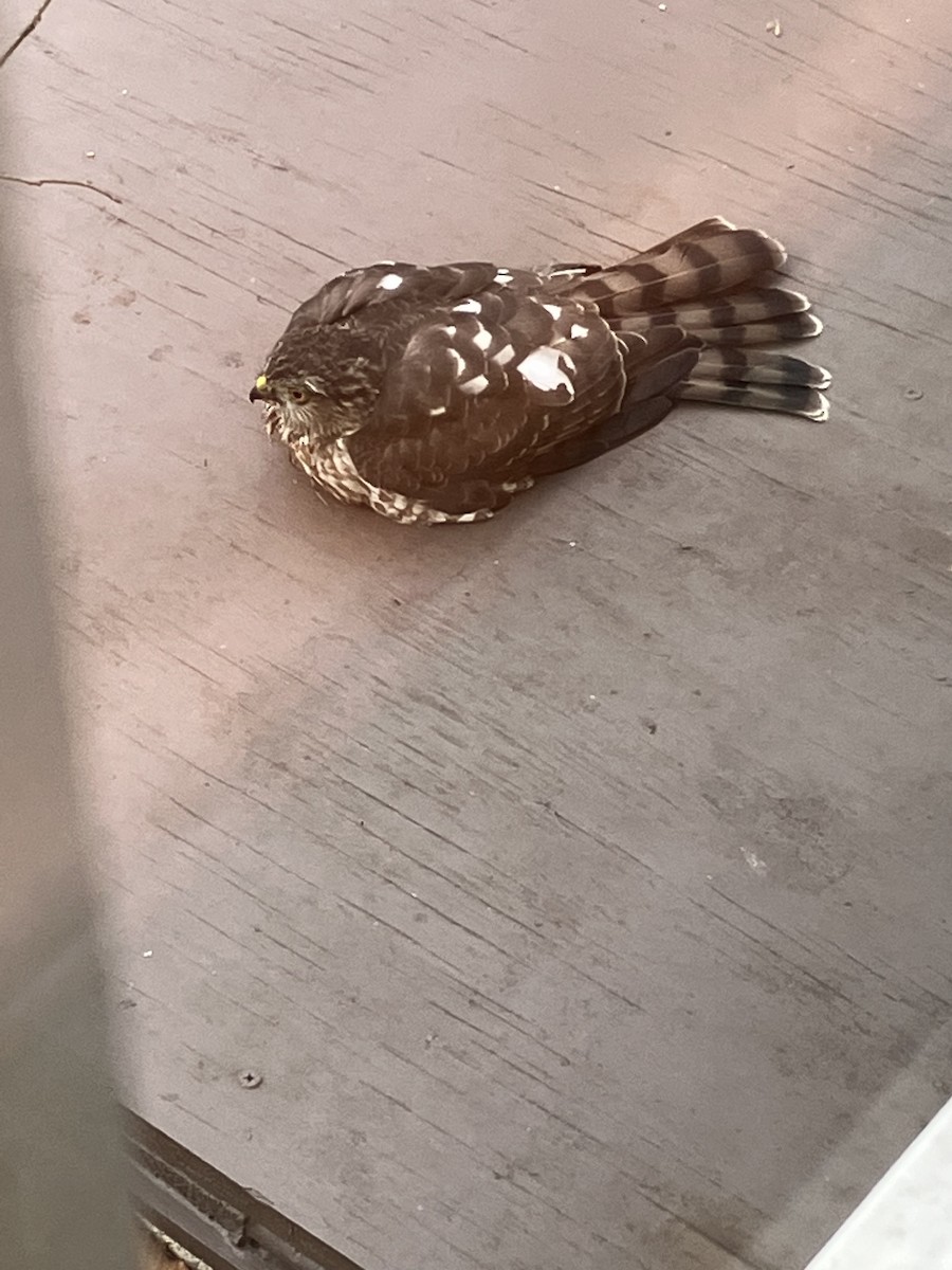 Sharp-shinned Hawk - ML513288521