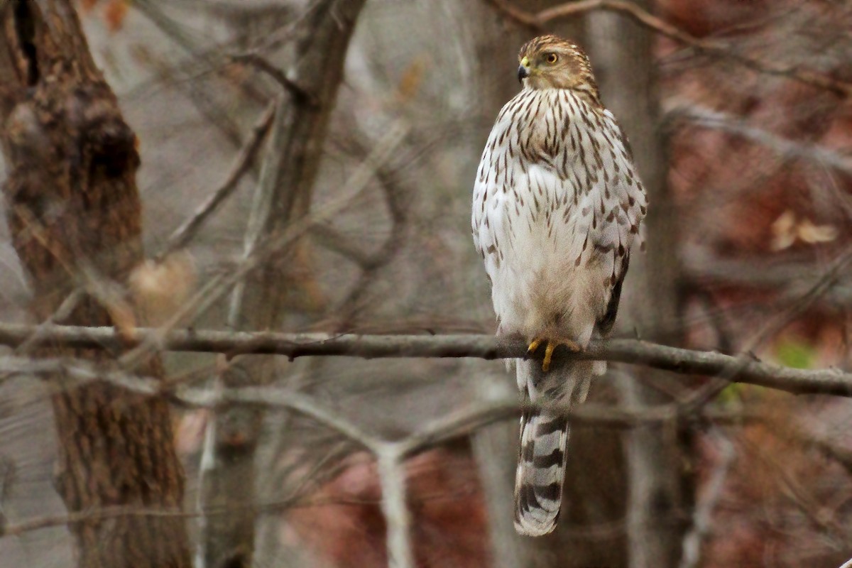 Cooper's Hawk - ML51328991
