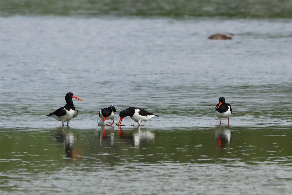 Eurasian Oystercatcher - ML513291251