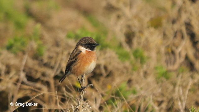 European Stonechat - ML513292851