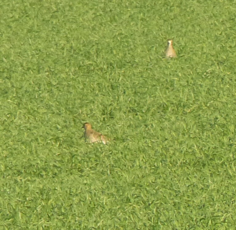 European Golden-Plover - ML513294281