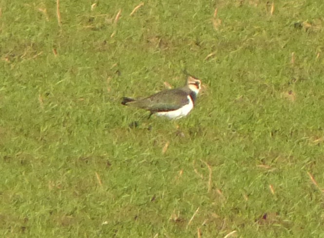 Northern Lapwing - ML513294331