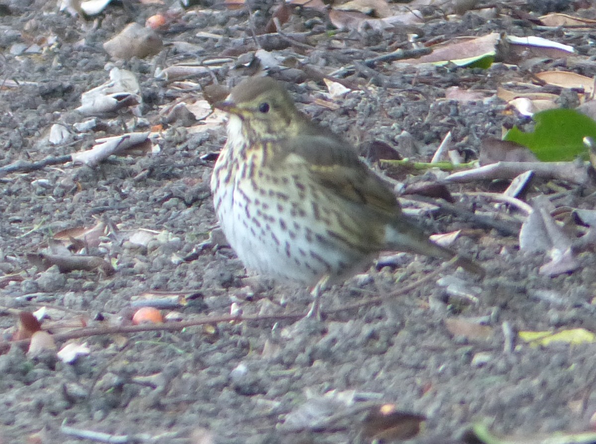 Song Thrush - ML513295281