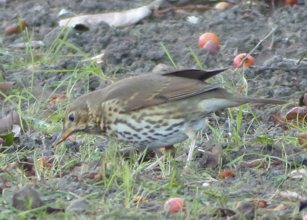 Song Thrush - ML513295291