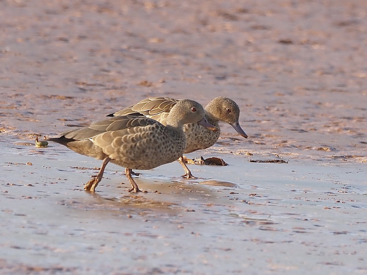 Bernier's Teal - Craig Rasmussen