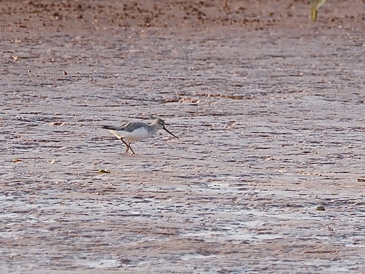 Terek Sandpiper - ML513295831